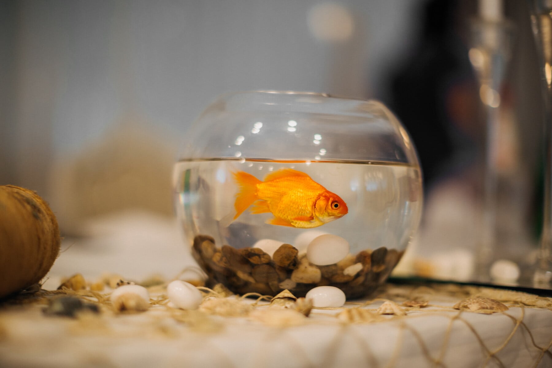 Is Flushing Your Fish Down The Toilet A Good Idea?