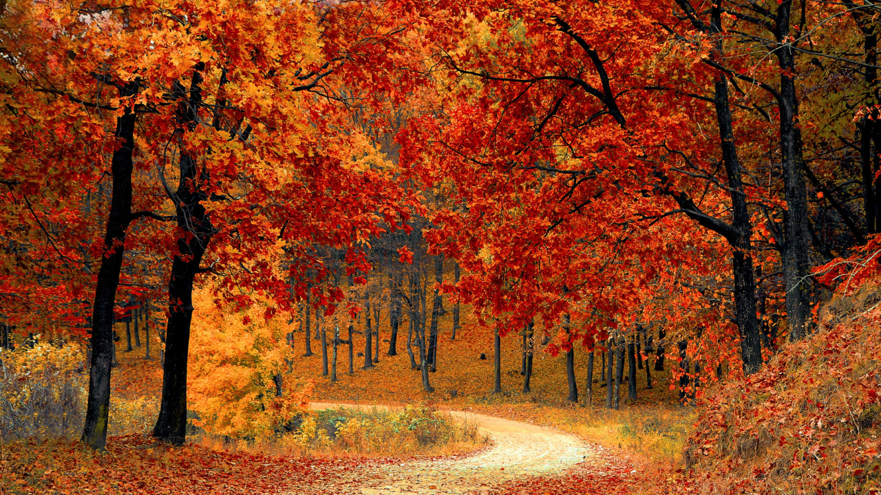 Fall Road In The Forest